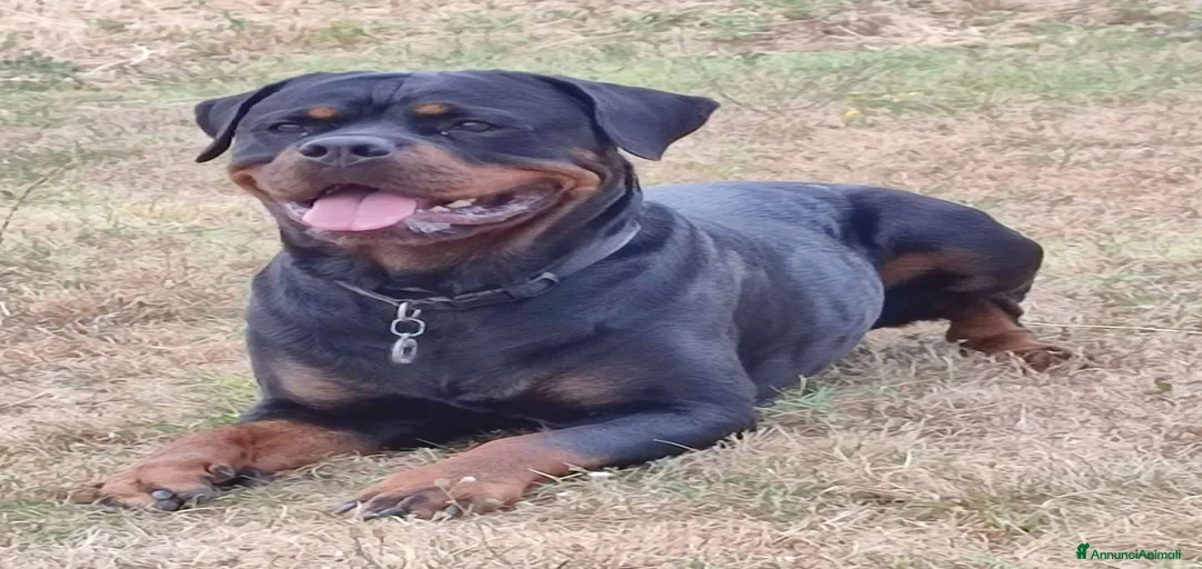 Immagine della galleria {{count}}