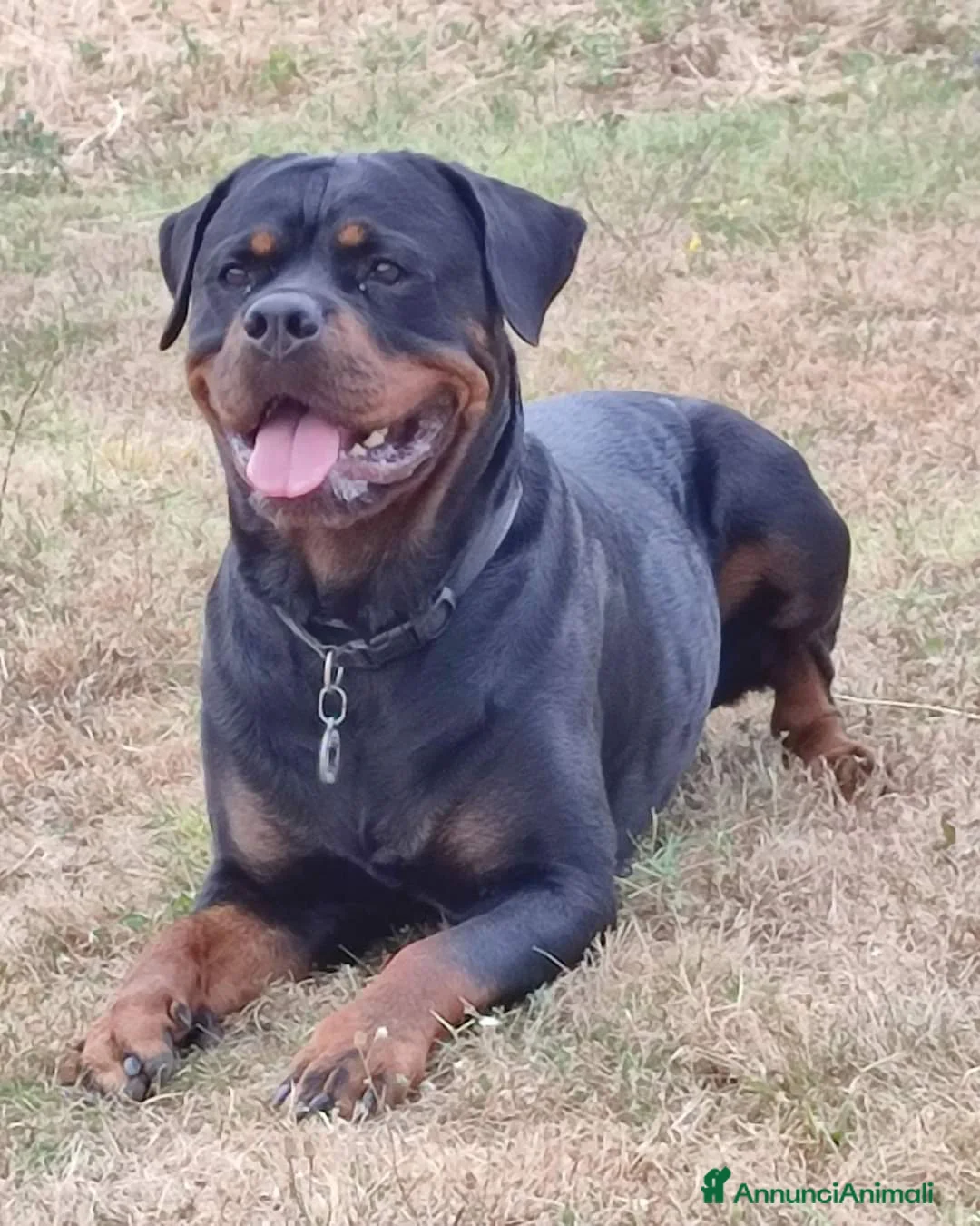 Immagine della galleria {{count}}