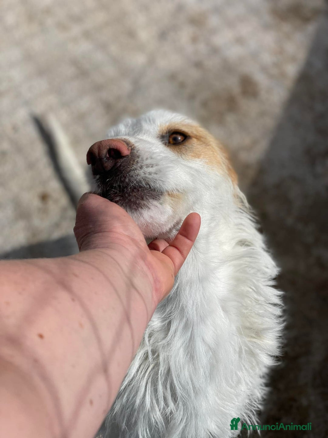 Meticcio cani in regalo: MINNIE, spinoncina speciale. - Annuncio 5