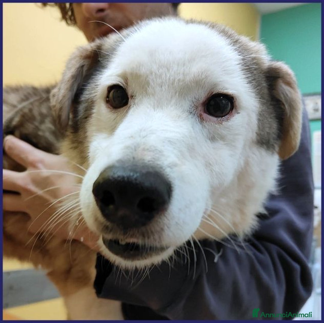 Meticcio cani in regalo: GENGIS CAN 12anni adorabile nonnino! - Annuncio 6