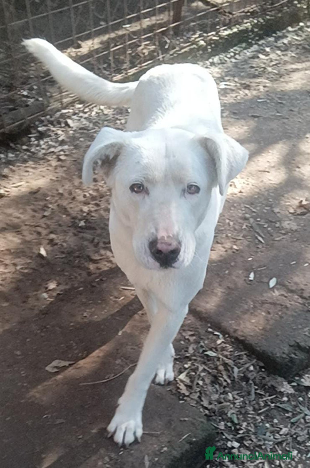 Meticcio cani in regalo: Clara dagli occhioni da cerbiatto a Provincia di Latina - Annuncio 4