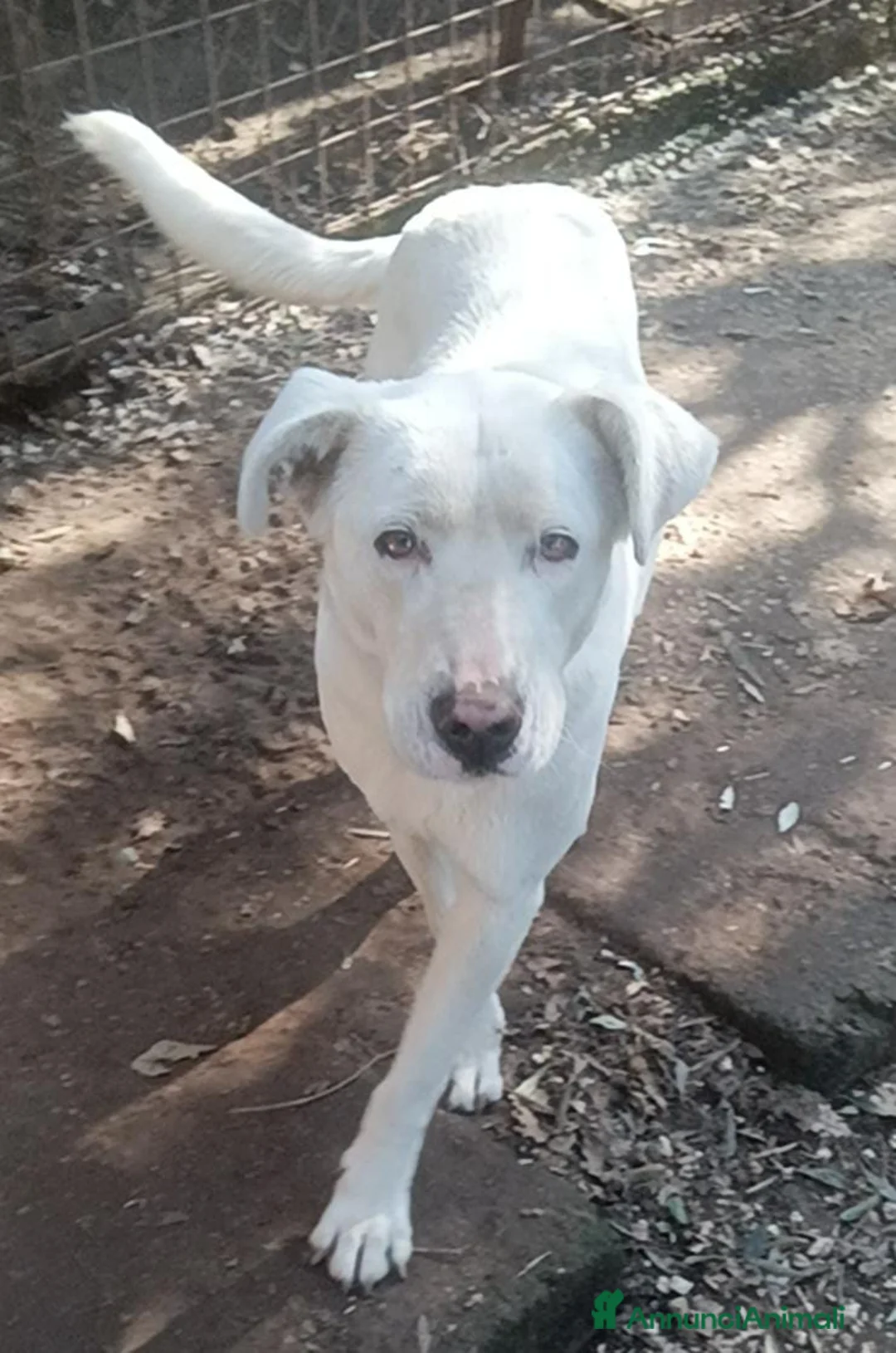 Meticcio cani in regalo: Clara dagli occhioni da cerbiatto a Provincia di Latina - Annuncio 4