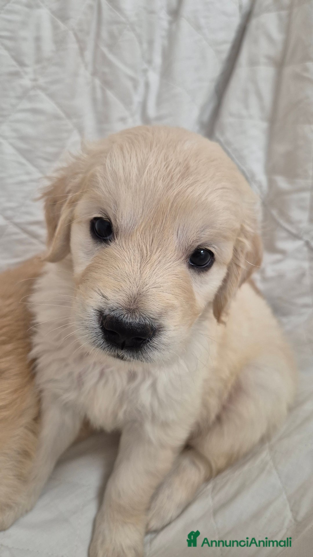 Golden Retriever cani in vendita: Cucciole di Golden Retriever - Annuncio 28