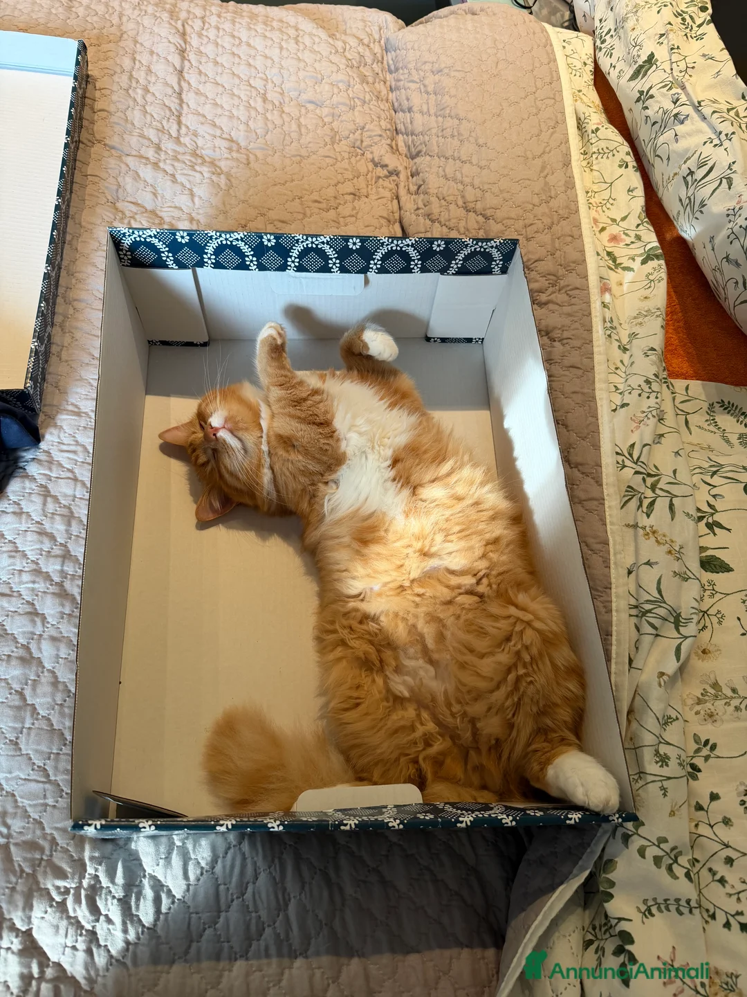 Meticcio gatti per accoppiamento: Cerco Micina rossa  - Annuncio 6