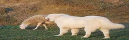 Pastore Maremmano cani in vendita: spettacolari cuccioli di Pastore marem. Abruzzese  - Annuncio 6