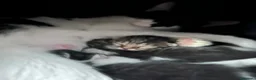 Europeo gatti in regalo: Gattini europei a Provincia di Cremona - Annuncio 2