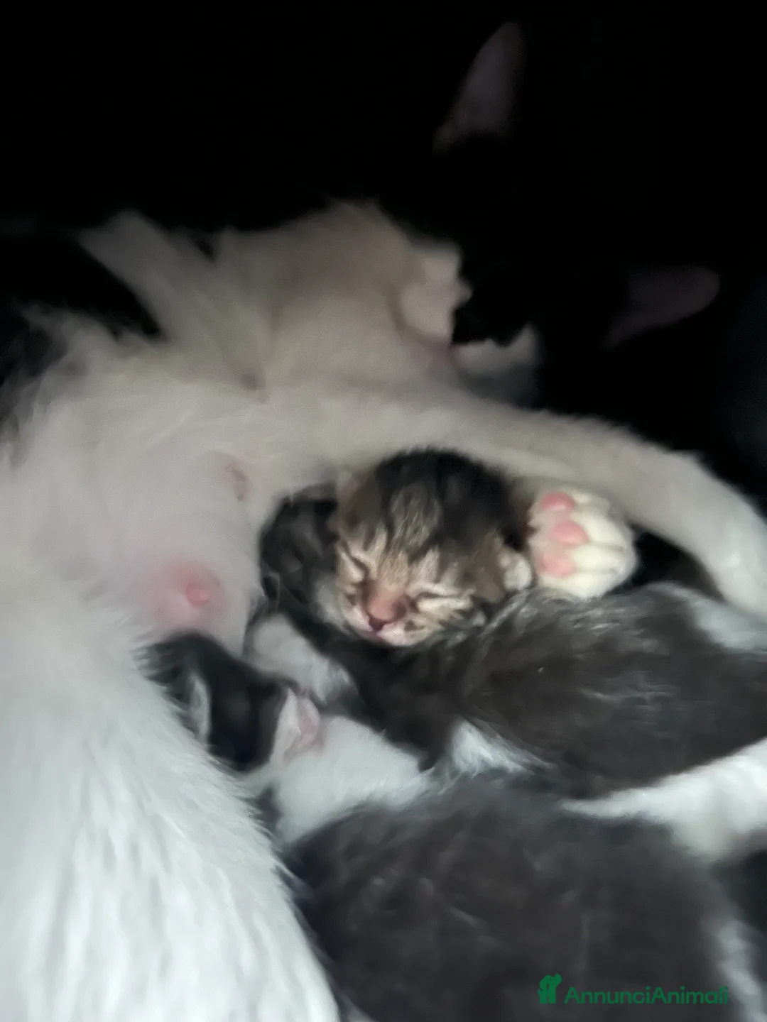Europeo gatti in regalo: Gattini europei a Provincia di Cremona - Annuncio 2
