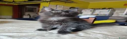 Maine Coon gatti in vendita: Gattini Maine Coon Allevamento Amatoriale  - Annuncio 12