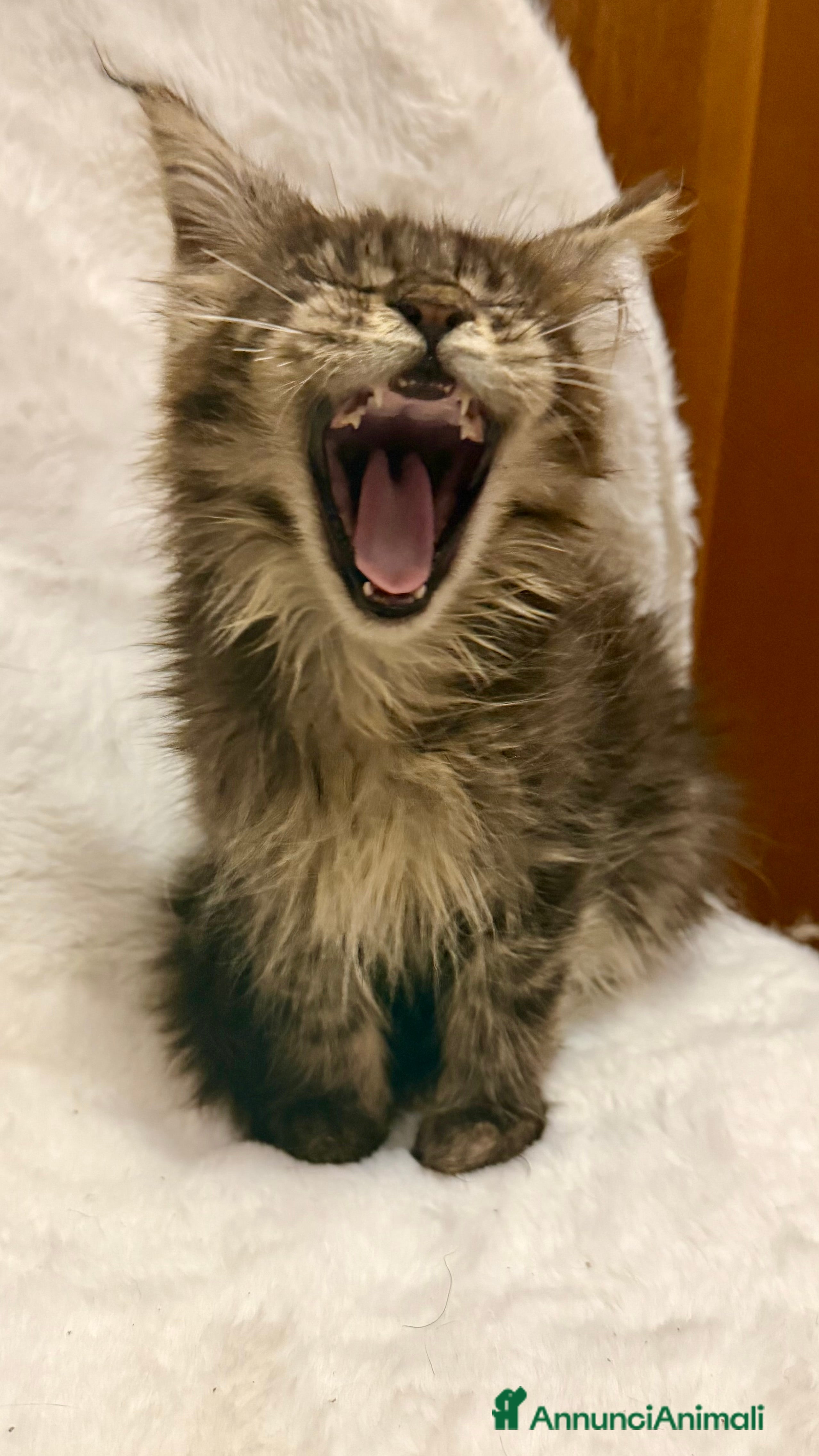 Maine Coon gatti Maine Coon  - Annuncio 2