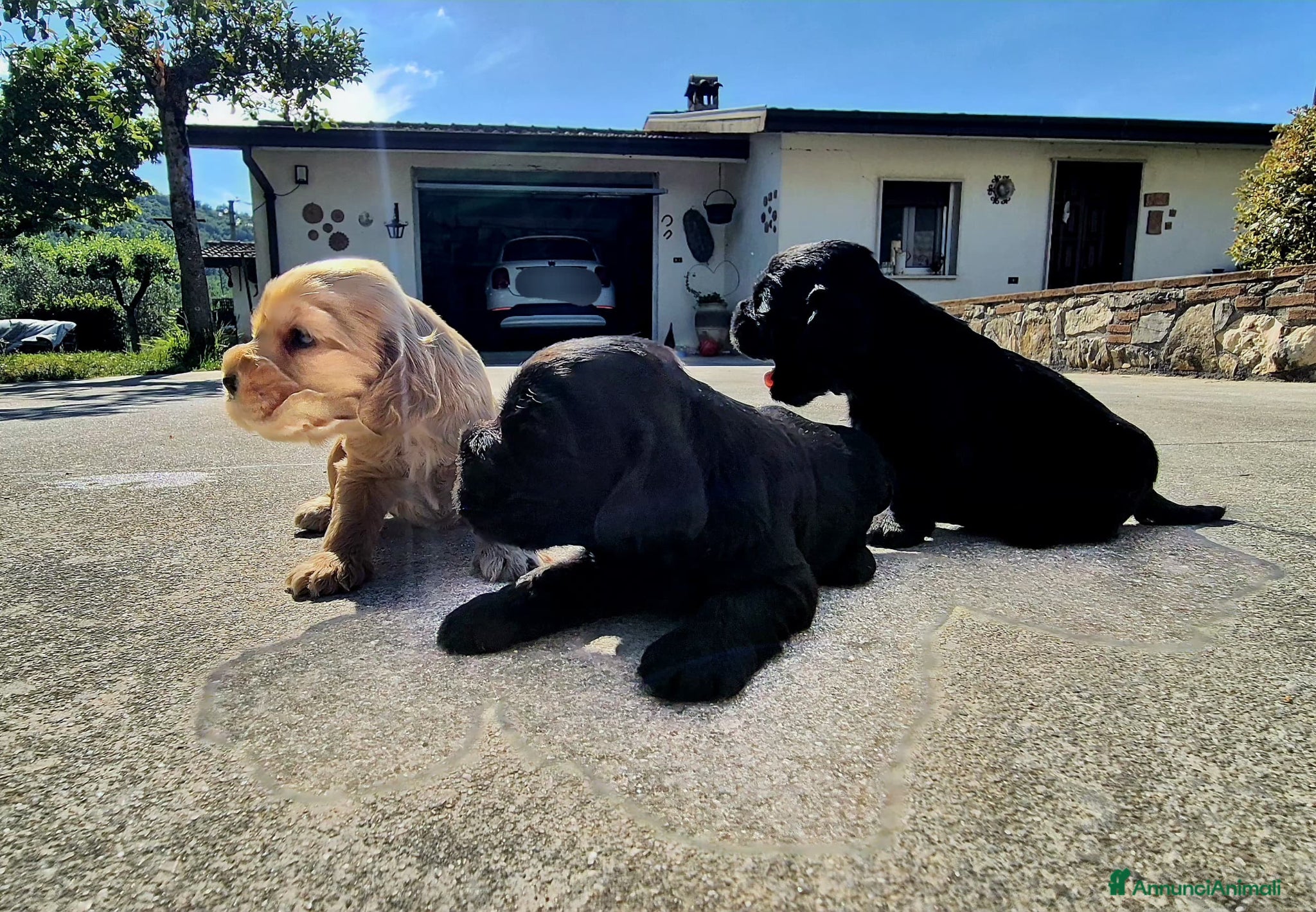 Cocker cani Cuccioli di cocker spaniel con pedigree ENCI - Annuncio 2