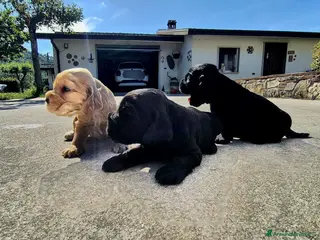 Cocker cani Cuccioli di cocker spaniel con pedigree ENCI - Annuncio 2