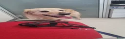 Golden Retriever cani in regalo: Splendido Golden Retreiver - CASPER - Annuncio 13