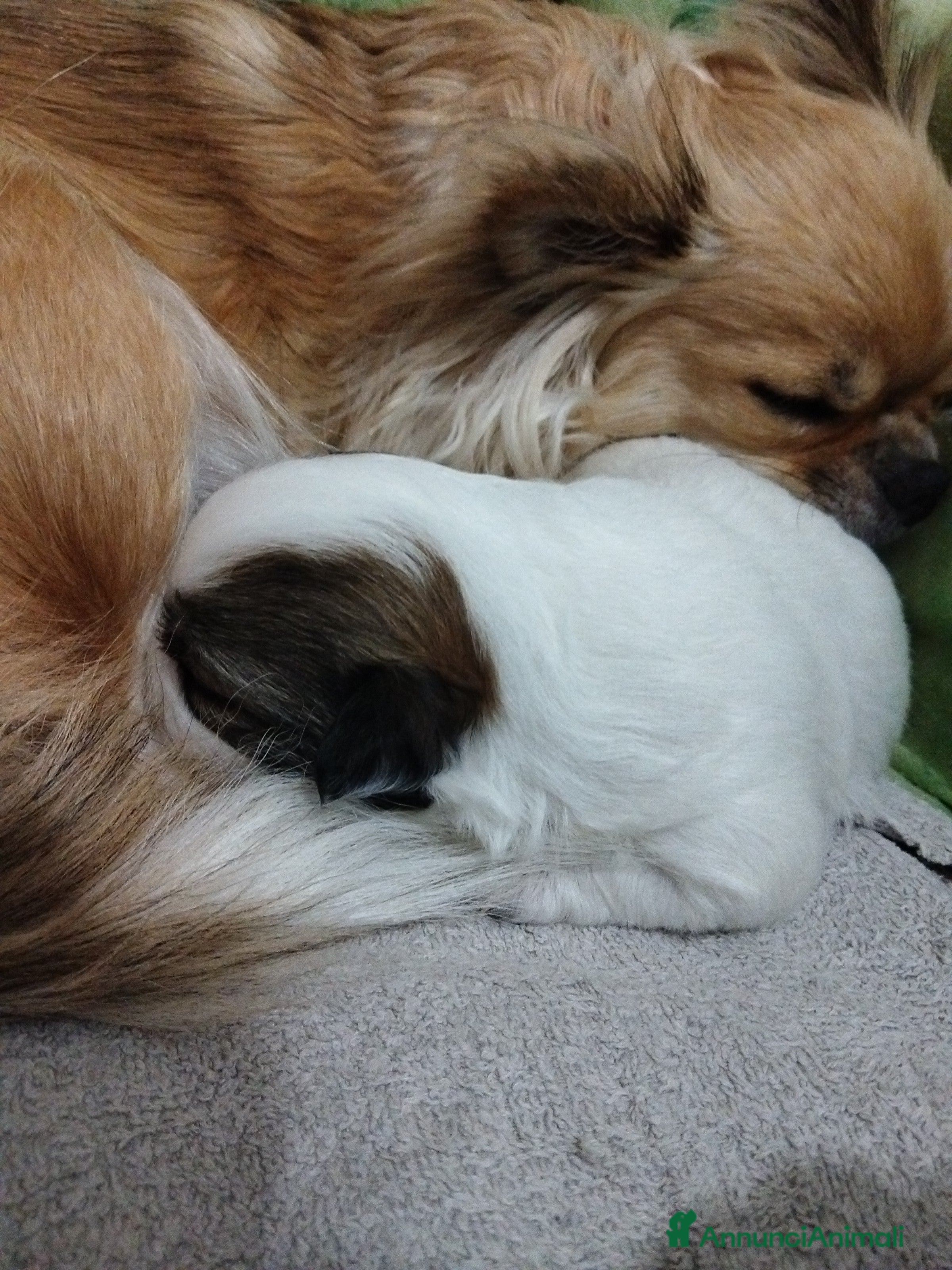 Chihuahua cani Chihuahua maschio pedigree  - Annuncio 1