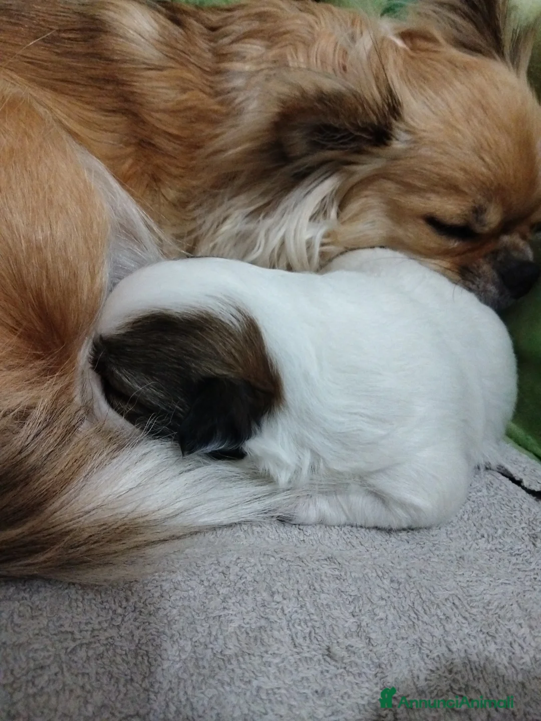 Chihuahua cani in vendita: Chihuahua maschio pedigree  - Annuncio 1