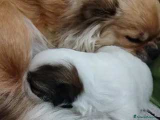 Chihuahua cani Chihuahua maschio pedigree - Annuncio 1