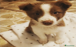 Border Collie cani in regalo: Regalo border colli - Immagine 2