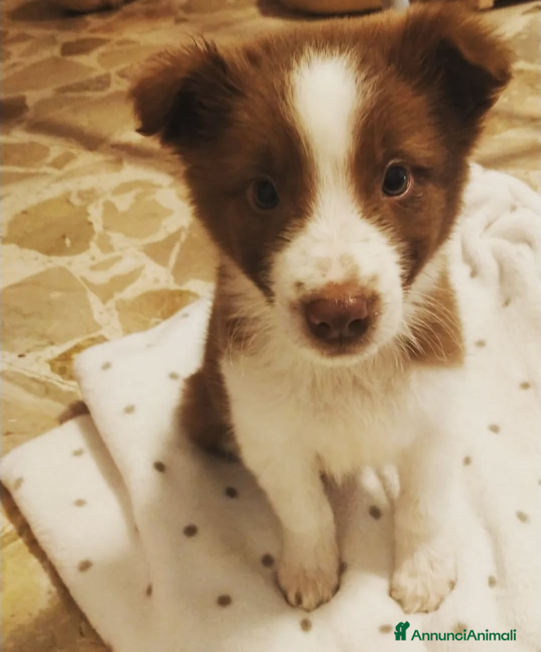 Border Collie cani in regalo: Regalo border colli - Immagine 2