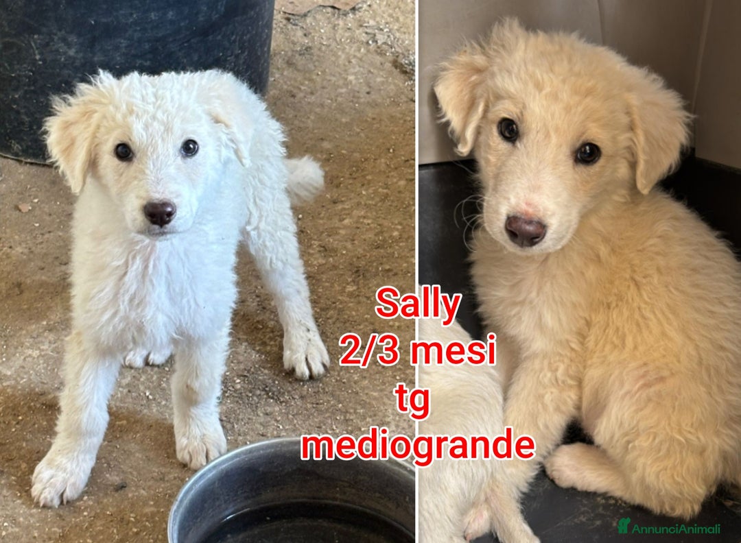 Meticcio cani in regalo: TANTI CUCCIOLI SOLI! - Annuncio 3