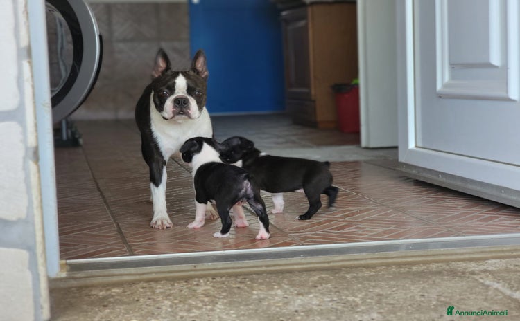 Boston Terrier cani in vendita a Metropolitan City of Venice - Annuncio 1