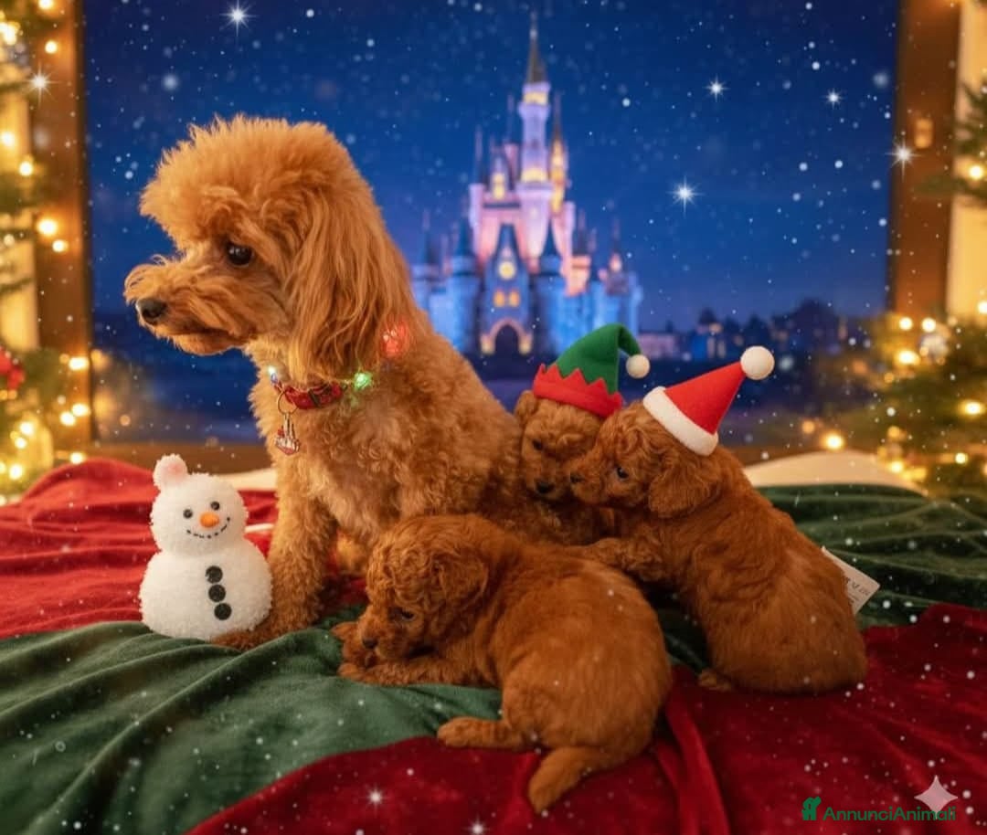 Barboncino Toy cani in vendita: Barboncini Mini Toy con Pedigree ENCI  - Annuncio 1