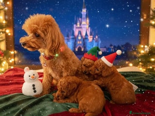 Barboncino Toy cani Barboncini Mini Toy con Pedigree ENCI - Annuncio 1