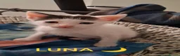 Meticcio gatti in regalo: Tre simpatiche canaglie ❤️ - Annuncio 16