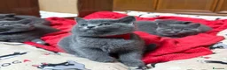 British gatti in vendita: British Shorthair blu - Annuncio 5