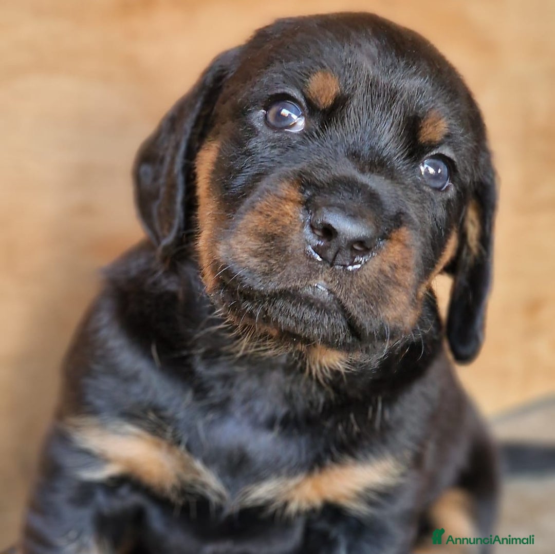 Alpenlaendische Dachsbracke cani in vendita: Cuccioli Alpenlaendische Dachsbracke Pedigree a Città Metropolitana di Torino - Immagine 3