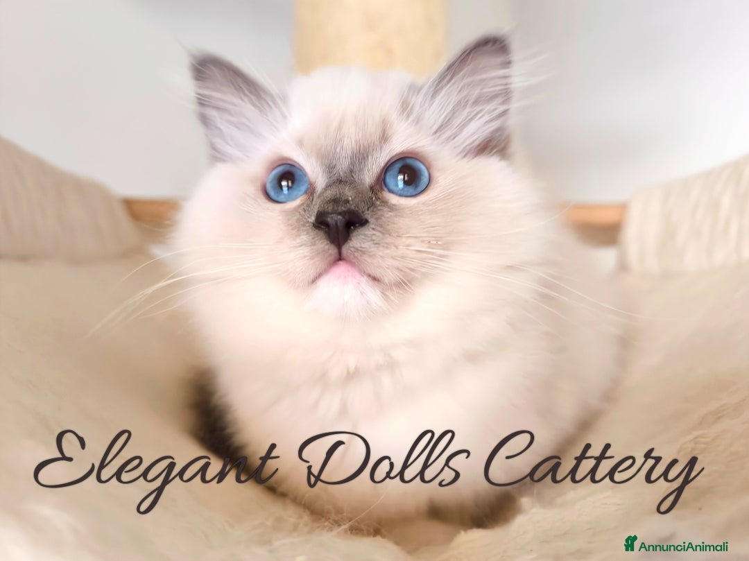 Ragdoll gatti in vendita: Ragdoll cucciola blu mitted disponibile  a Città metropolitana di Roma Capitale - Immagine 3