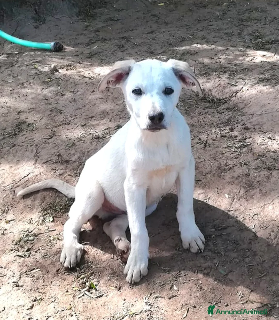 Meticcio cani in regalo: BRANDO MIX LABRADORINO a Provincia di Varese - Annuncio 1