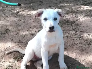 Meticcio cani BRANDO MIX LABRADORINO - Annuncio 13