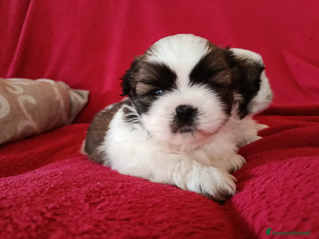 Shih Tzu cani in vendita: Cuccioli di Shitzu - Annuncio 3