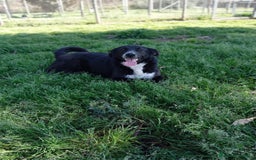 Meticcio cani in regalo: Luna, mix border collie in adozione!  a Provincia di Caserta - Immagine 3