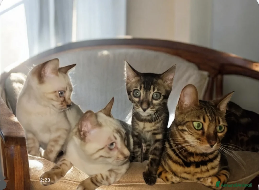 Bengala gatti in vendita: Bellissimi gattini del Bengala  - Annuncio 5