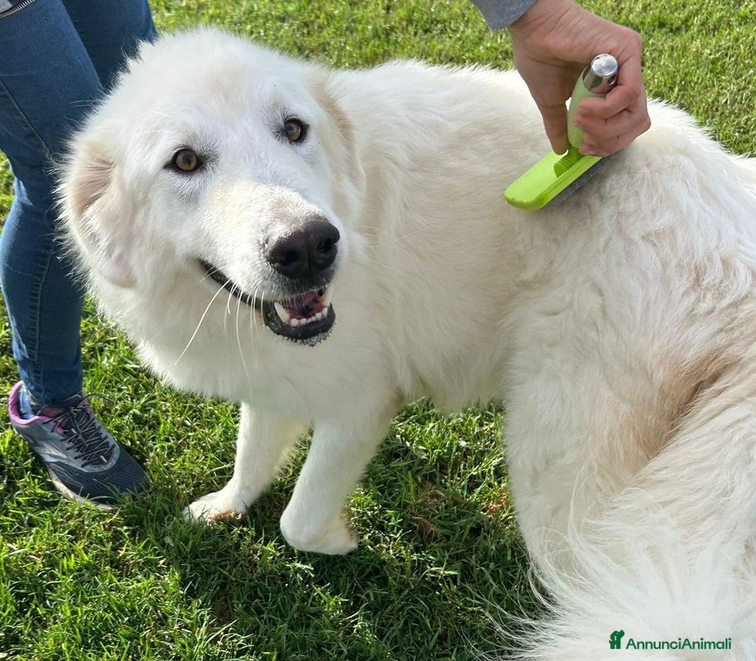 Pastore Maremmano cani in regalo: Spartaco, manto candido come il suo ❤️ - Annuncio 3