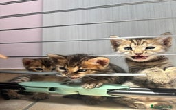 Bengala gatti in vendita: Cuccioli Bengala  a Città Metropolitana di Torino - Immagine 7