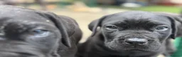 Cane Corso cani in vendita: Cuccioli cane corso con pedigree enci  - Annuncio 3