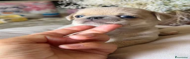 Chihuahua 2