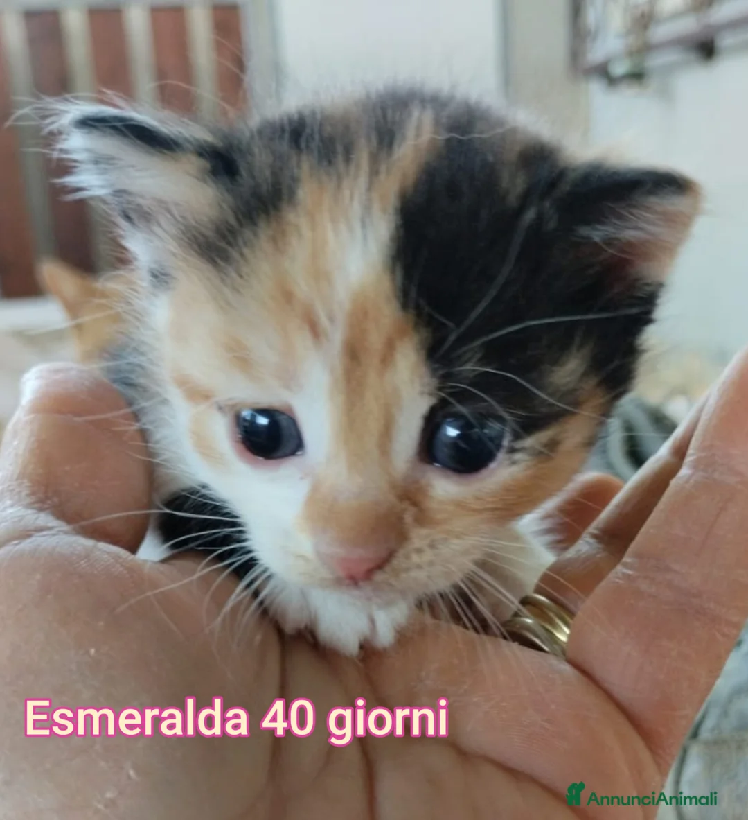 Meticcio gatti in regalo: MICINI, URGENTE: TEMPO SCADUTO! a Provincia di Arezzo - Annuncio 1