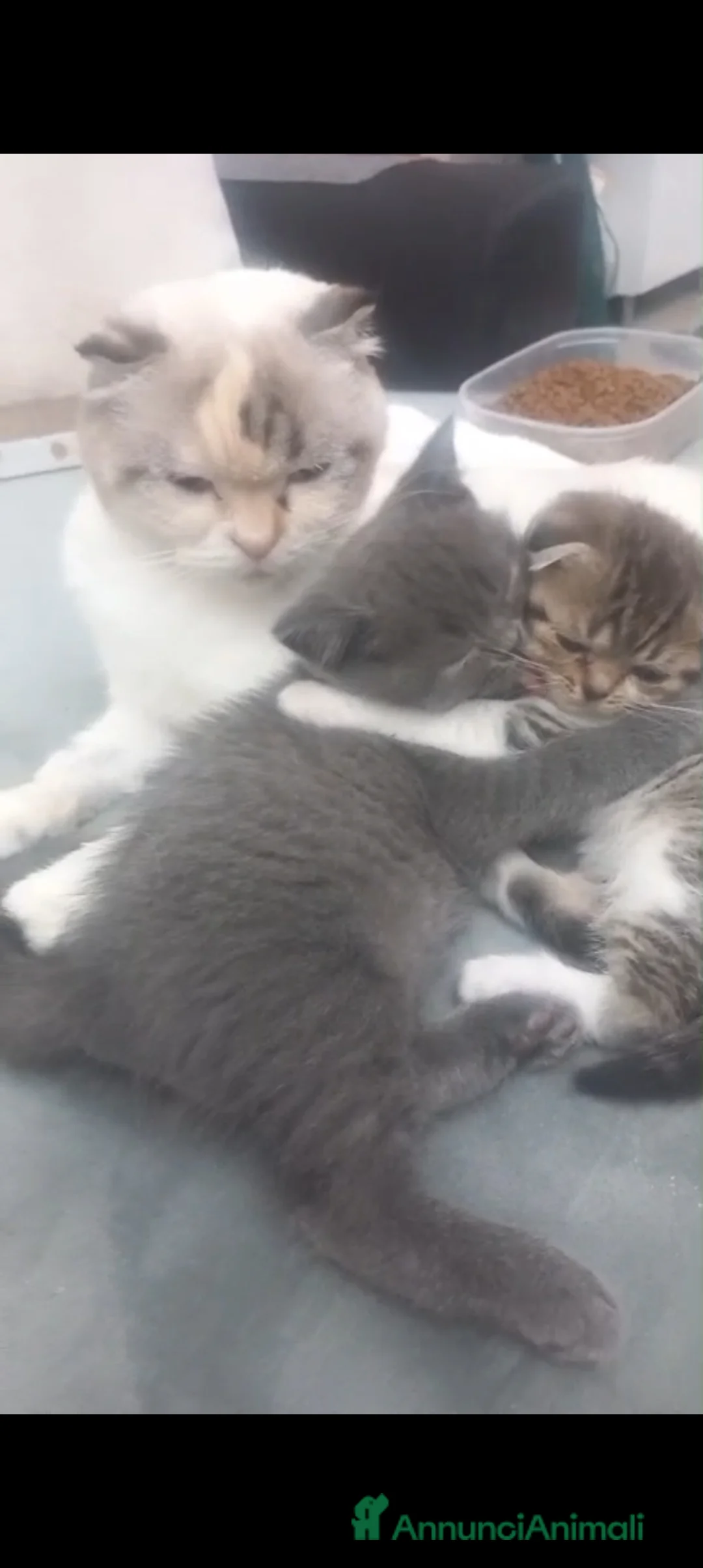 Scottish gatti in vendita: Schottich Fold  - Annuncio 10