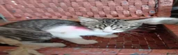 Europeo gatti in regalo: gatti cuccioli 2 mesi cercano casa❤️ - Annuncio 3