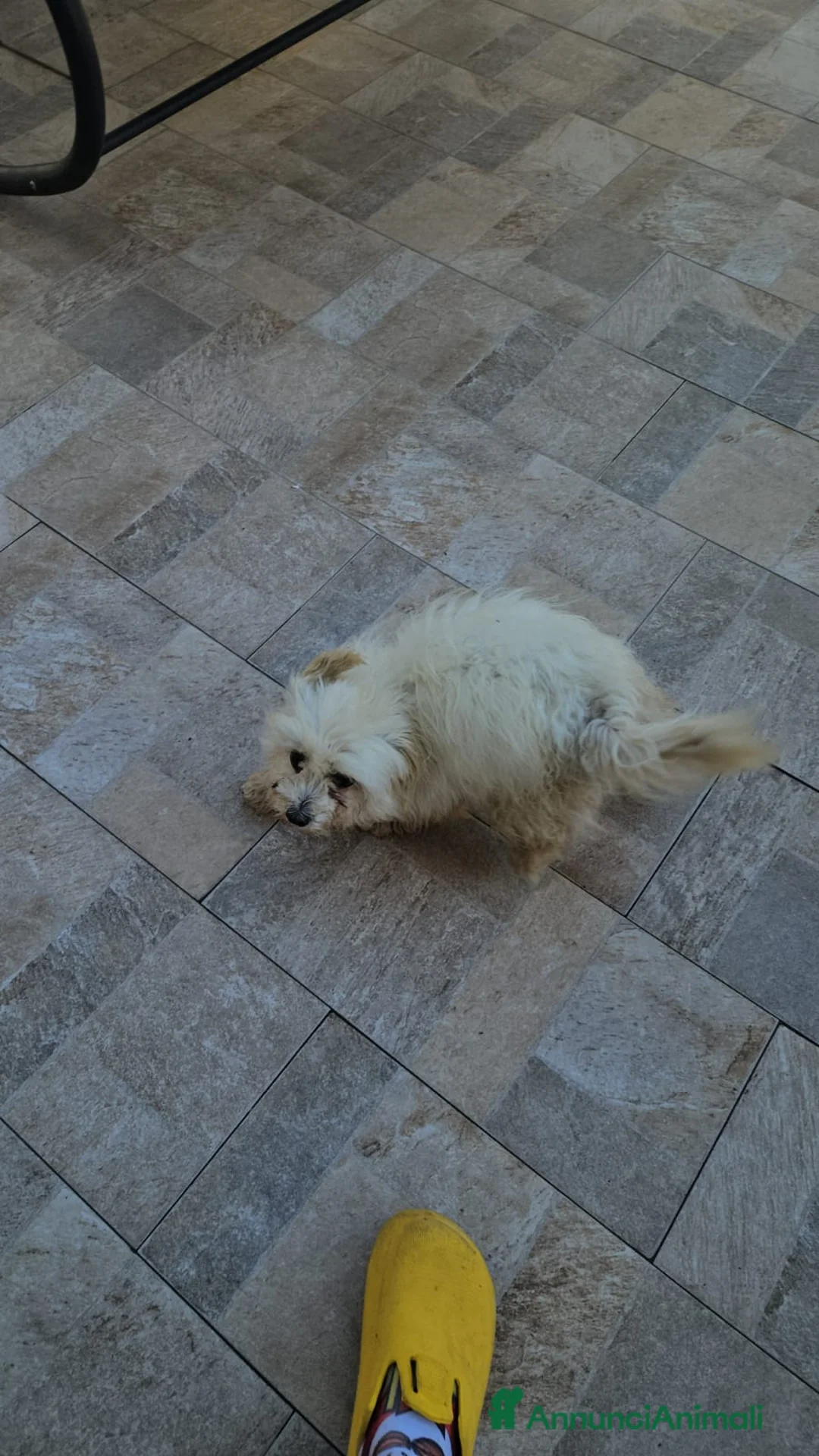 Maltese cani in regalo: Mafalda: maltesina 4 anni, socievole con tutti  - Annuncio 2