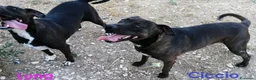 Meticcio cani in regalo: LUNA amabile femminuccia - Annuncio 2