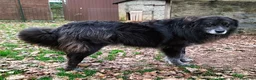 Meticcio cani in regalo: LUPO dolcissimo pastore! - Annuncio 3