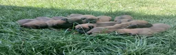 Segugio Bavarese cani in vendita: Cucciolata di Segugio bavarese - Annuncio 4