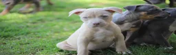 Pitbull cani in vendita: Pit Bull con pedigree anche a rate  - Annuncio 24