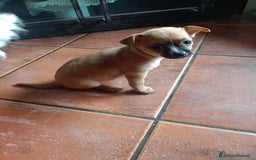 Chihuahua cani in vendita: Cucciola di chihuahua  a Città metropolitana di Roma Capitale - Immagine 2