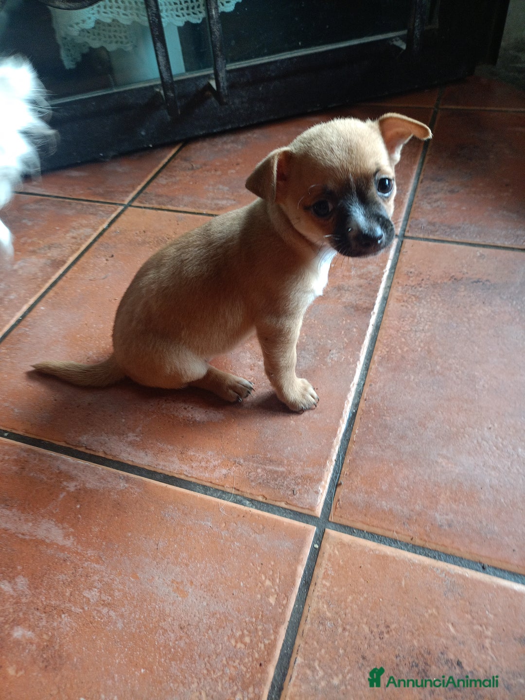 Chihuahua cani in vendita: Cucciola di chihuahua  a Città metropolitana di Roma Capitale - Immagine 2