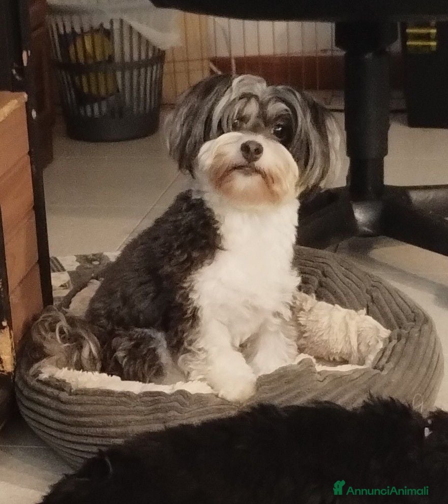 Bichon cani Cucciolo maschio Bichon Havanese - Annuncio 1