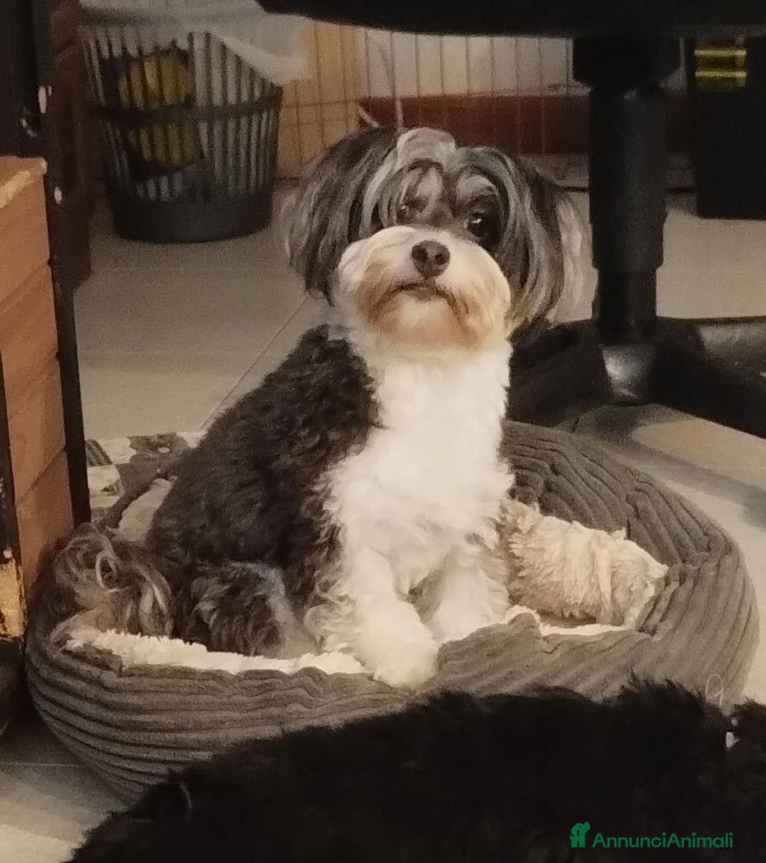 Bichon cani in vendita: Cucciolo maschio Bichon Havanese - Annuncio 1